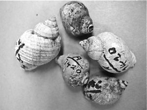 Dog Whelks from the Matz Archaeological Site